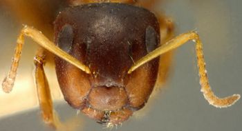 Media type: image; Entomology 21606   Aspect: head frontal view